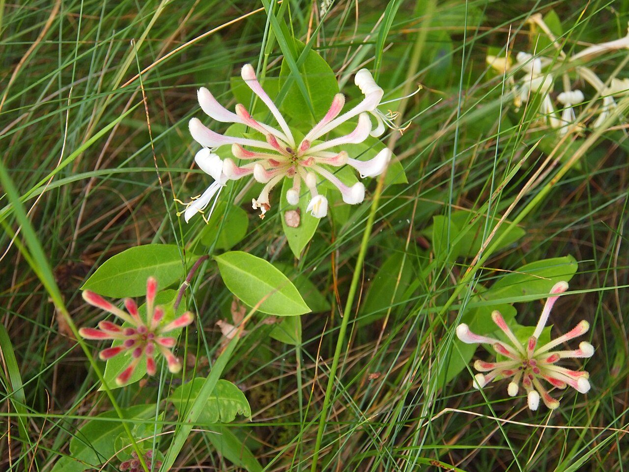 Wald-Geißblatt 4