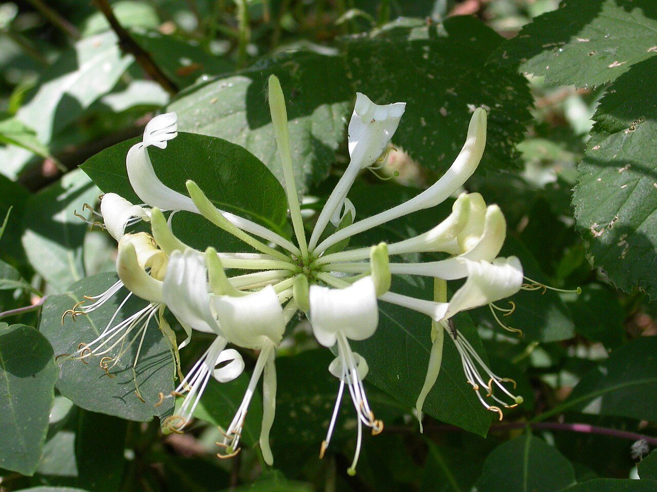 Wald-Geißblatt 5