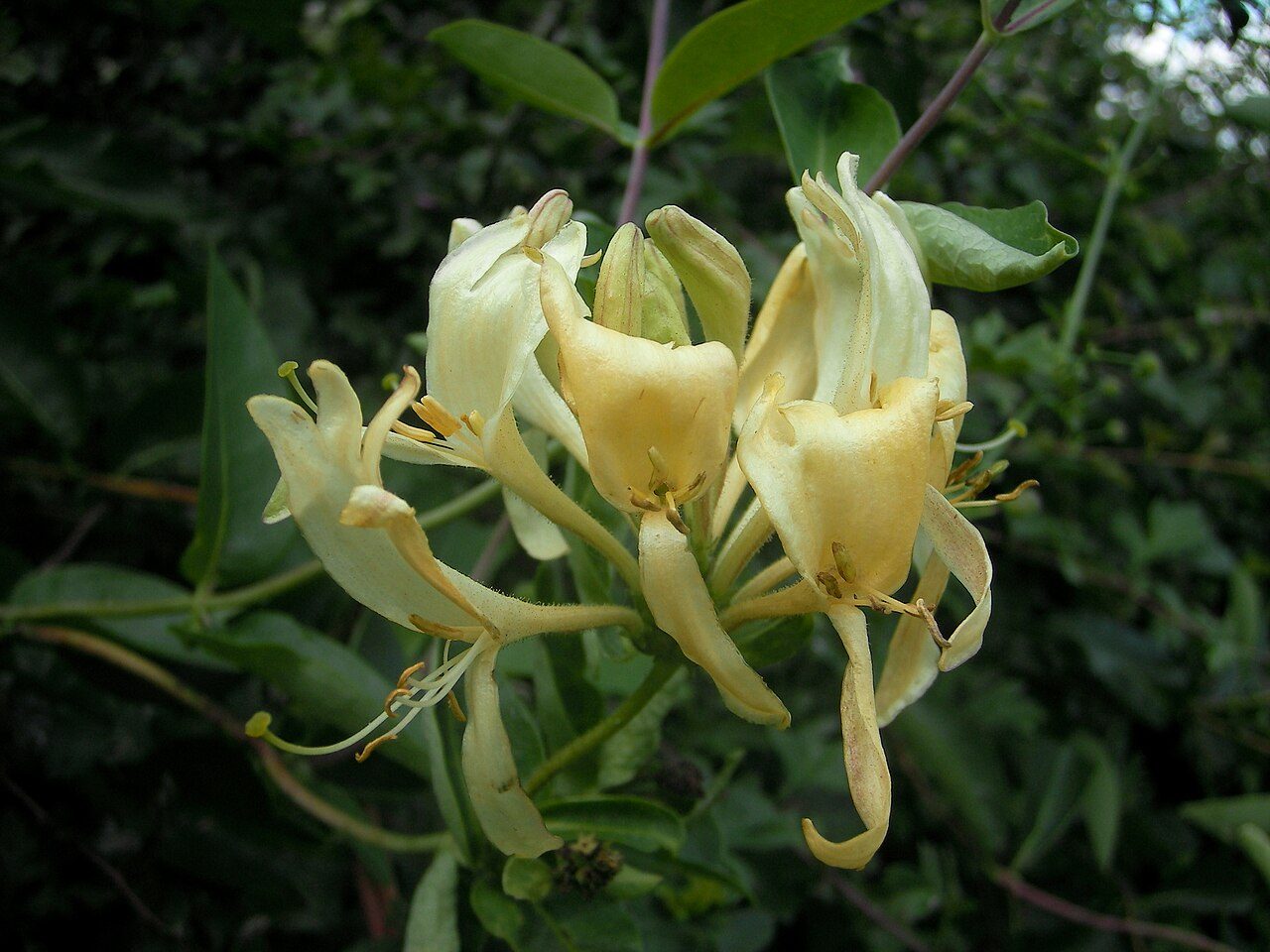Wald-Geißblatt 7