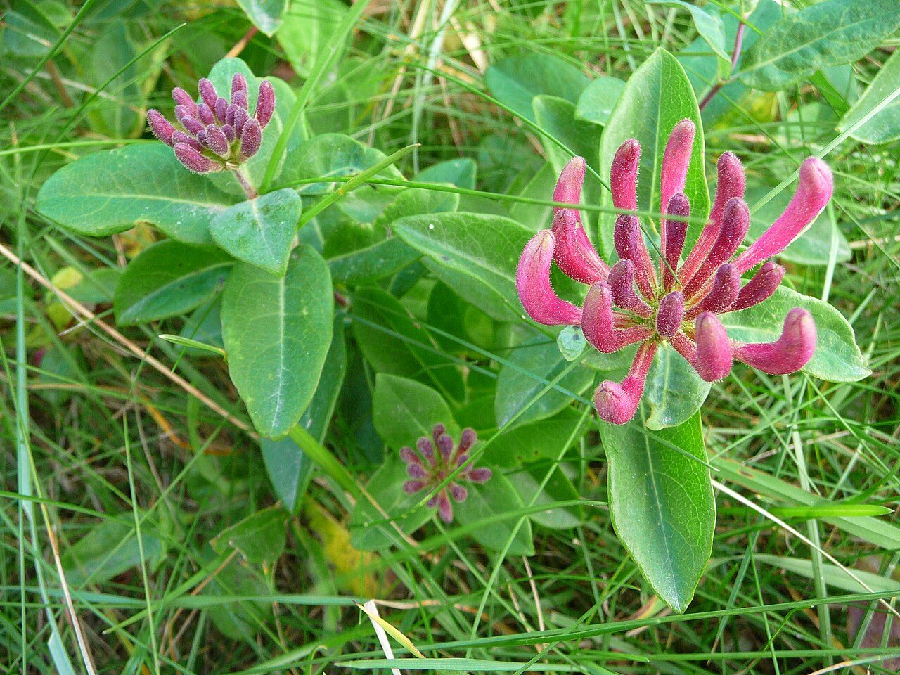 Wald-Geißblatt 6