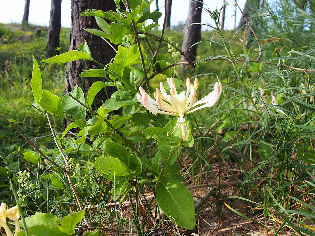 Wald-Geißblatt 9