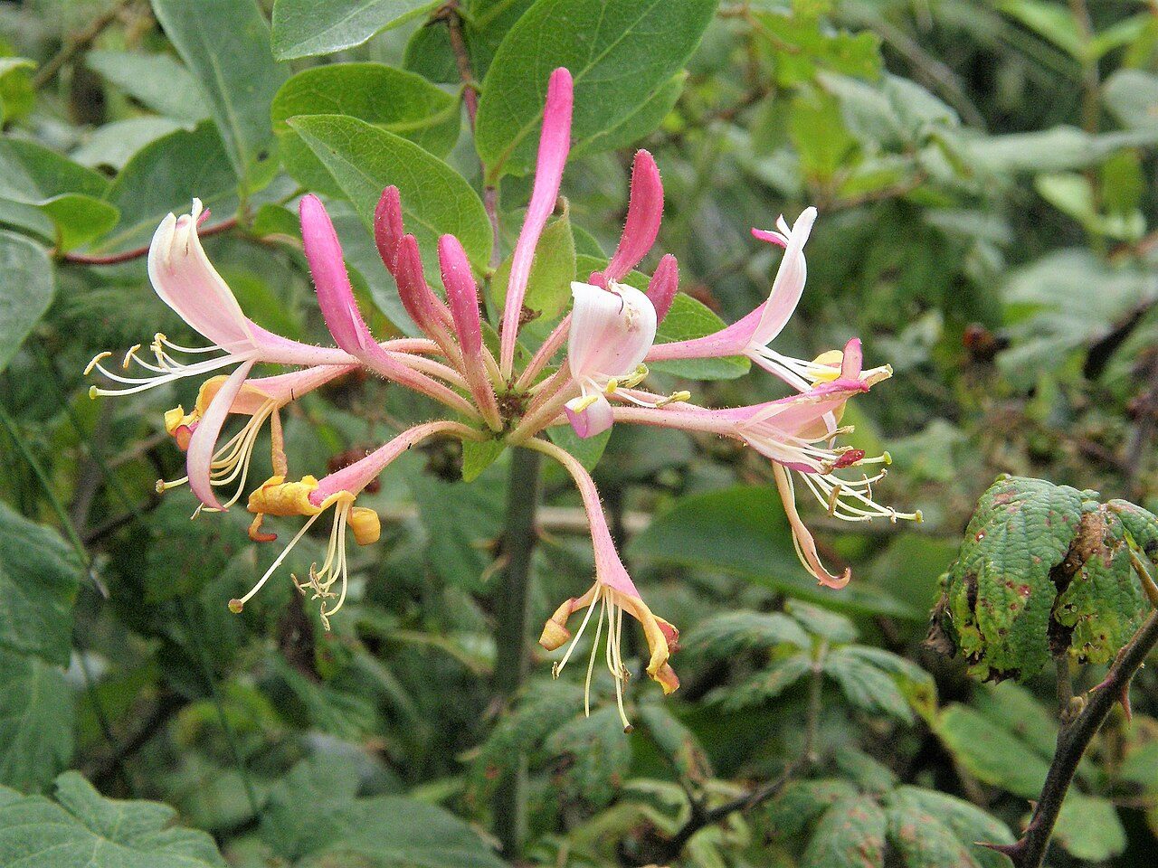 Wald-Geißblatt 10