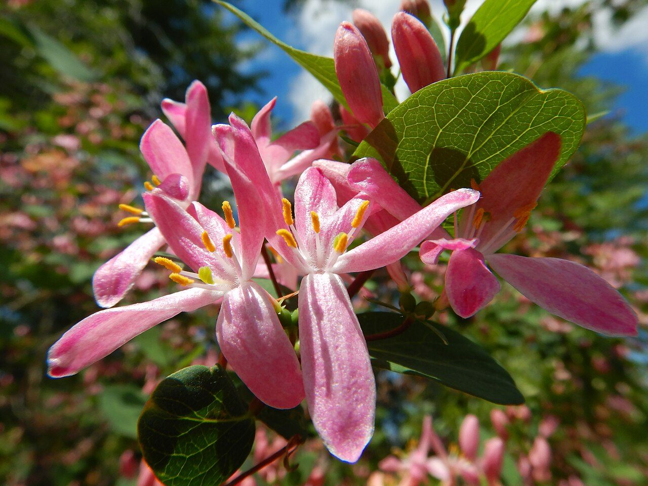 Lonicera tatarica