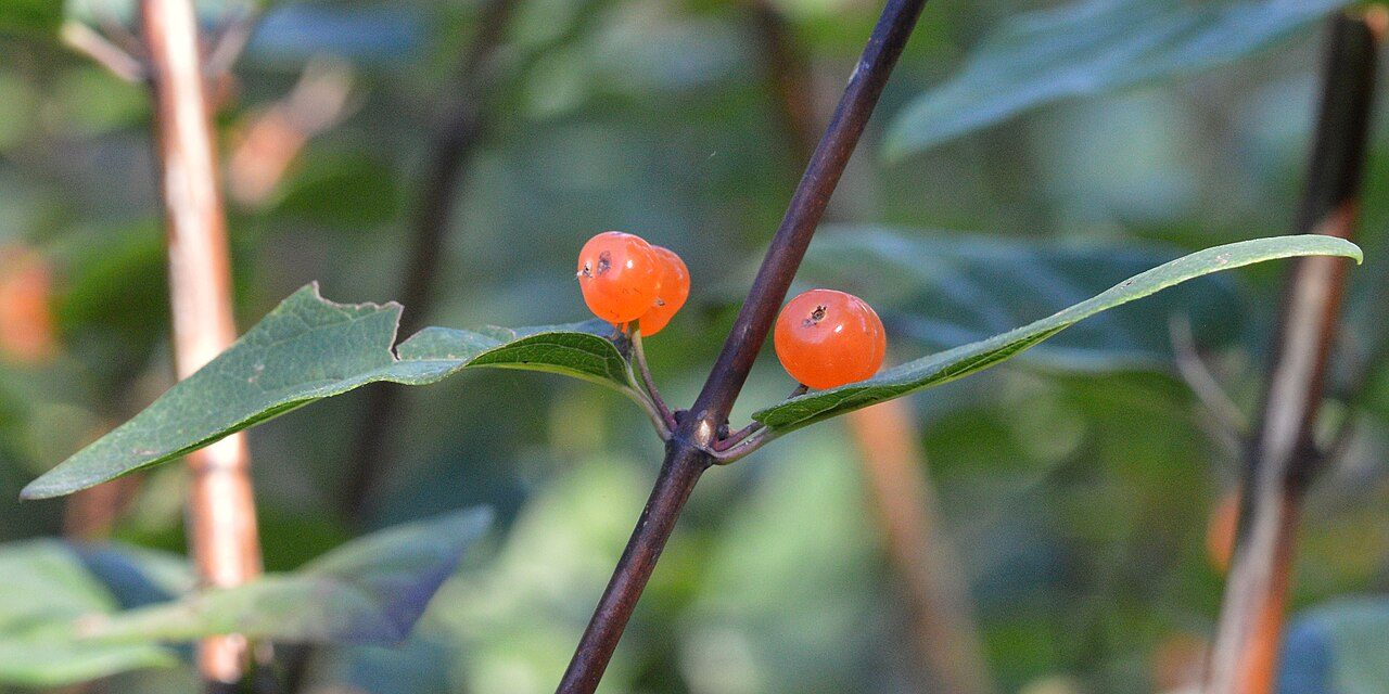 Lonicera tatarica 3