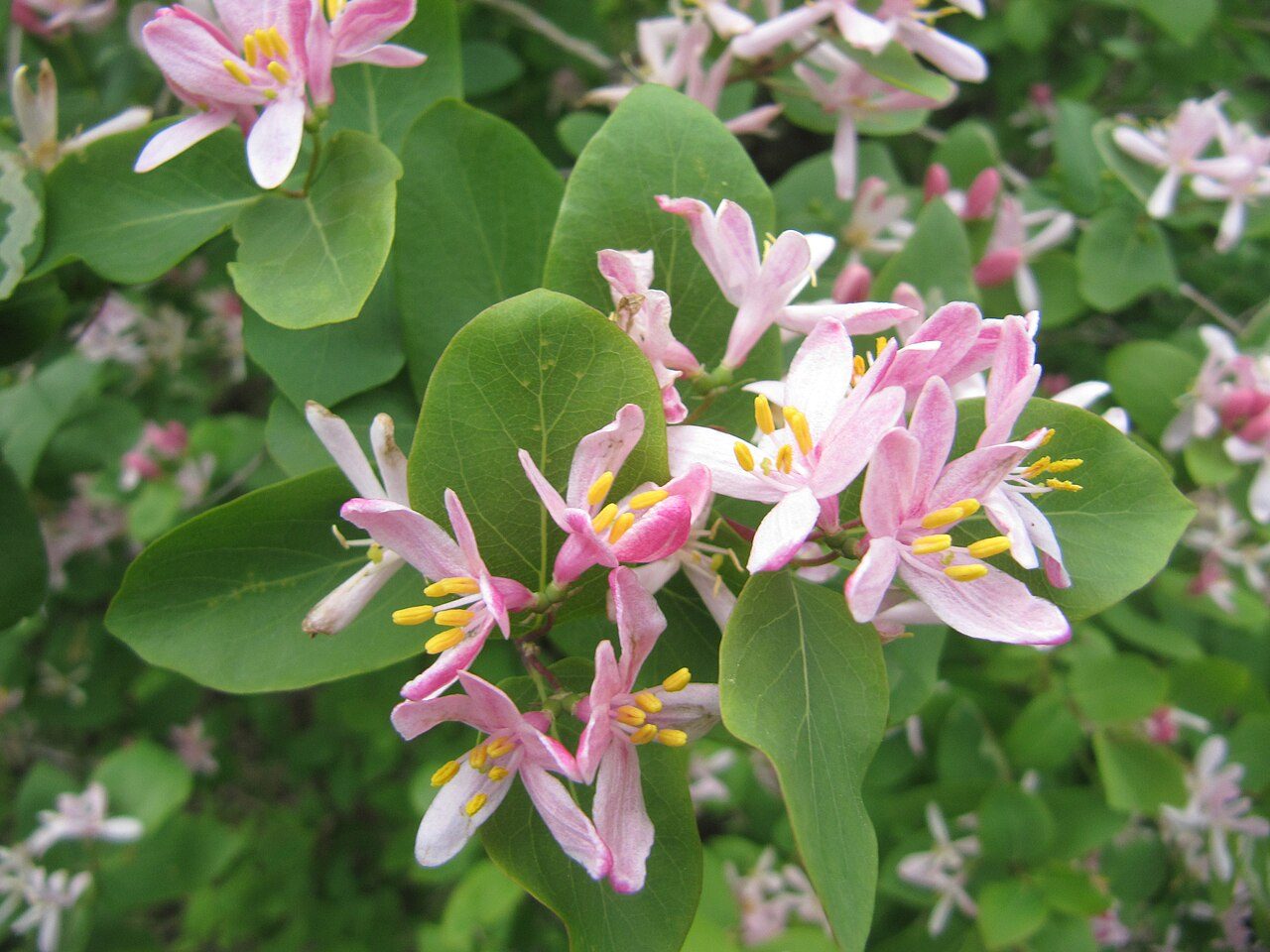 Lonicera tatarica 2