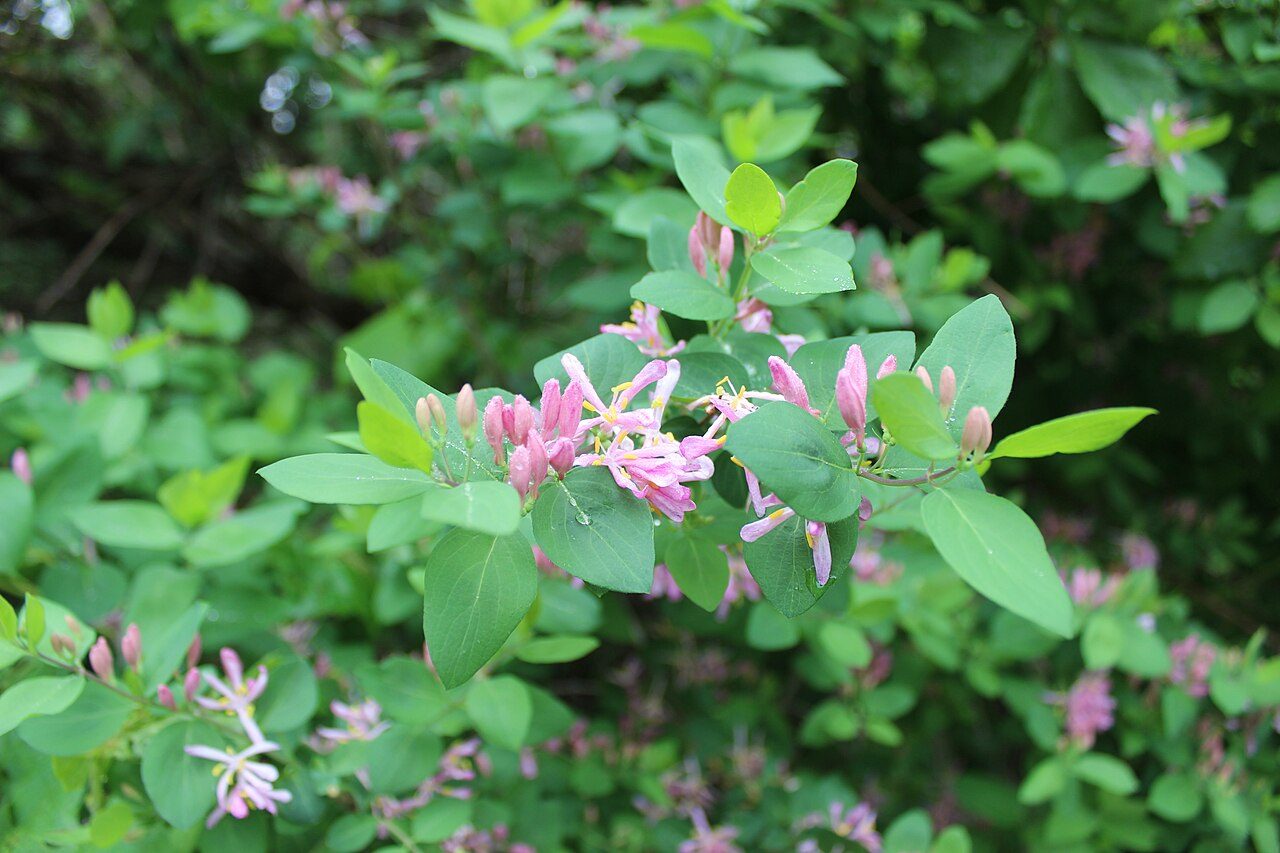Lonicera tatarica 4