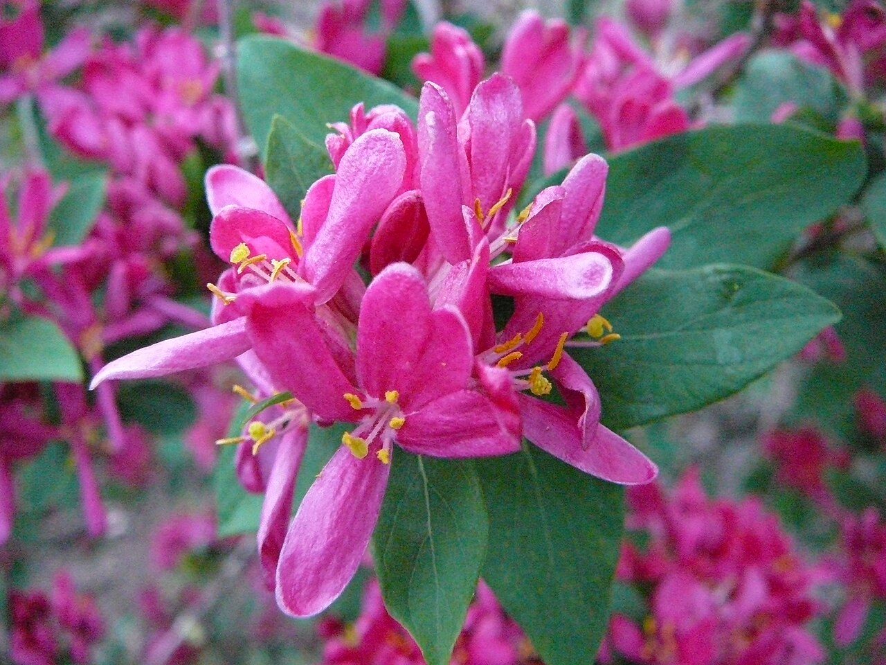 Lonicera tatarica 5