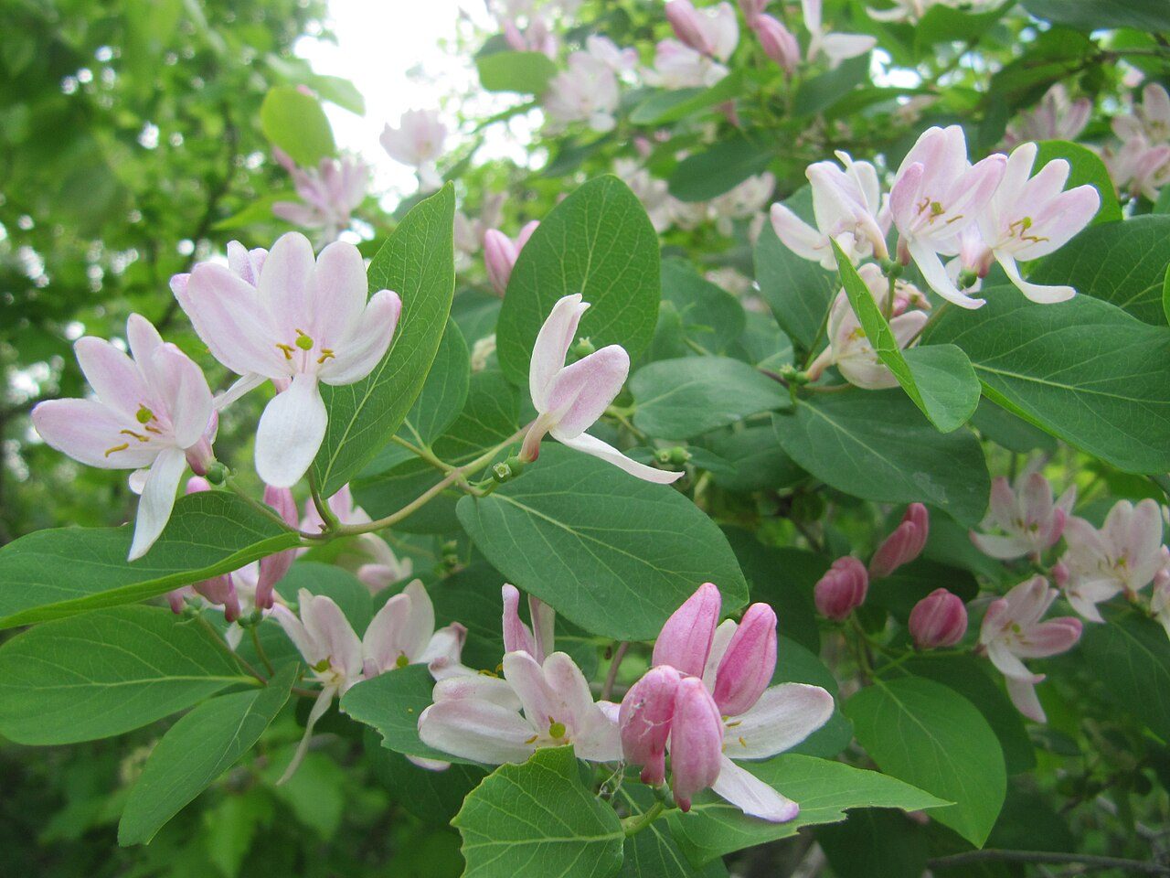 Lonicera tatarica 6