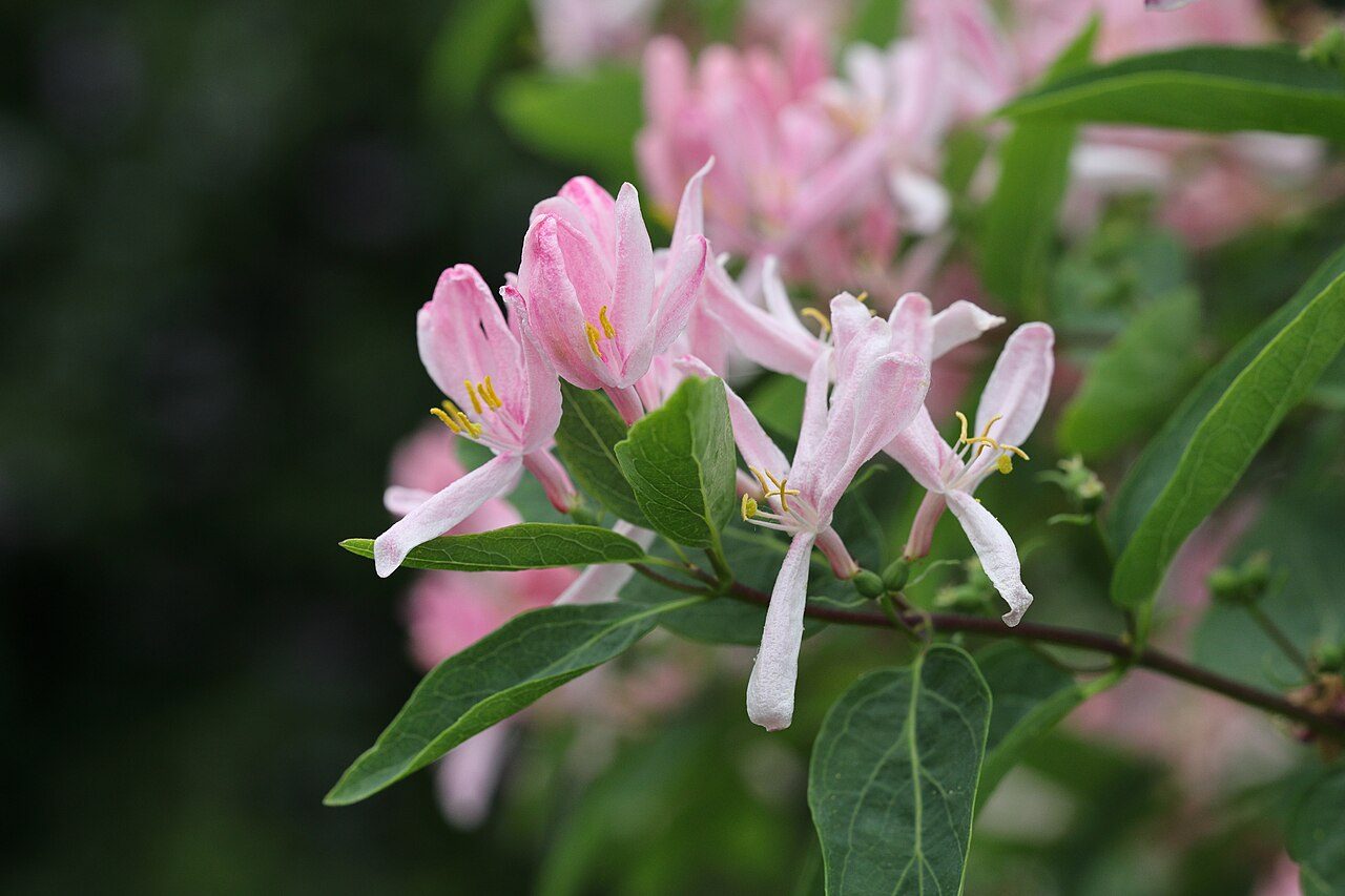 Lonicera tatarica 7