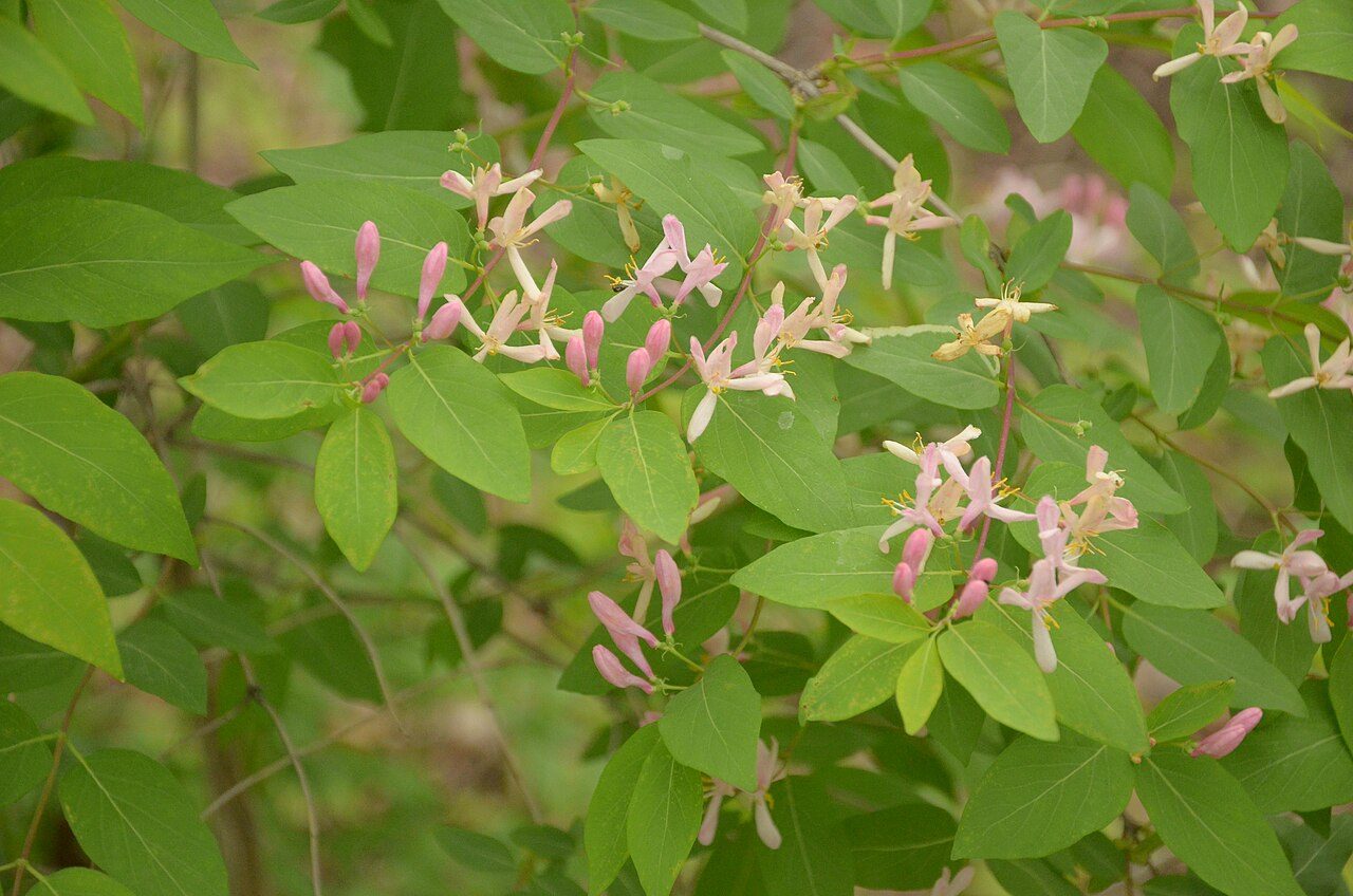 Lonicera tatarica 8