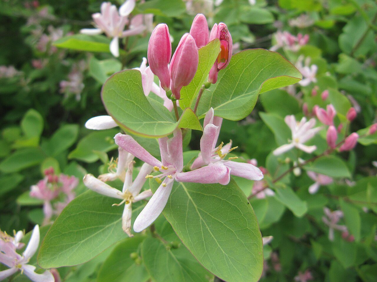 Lonicera tatarica 10