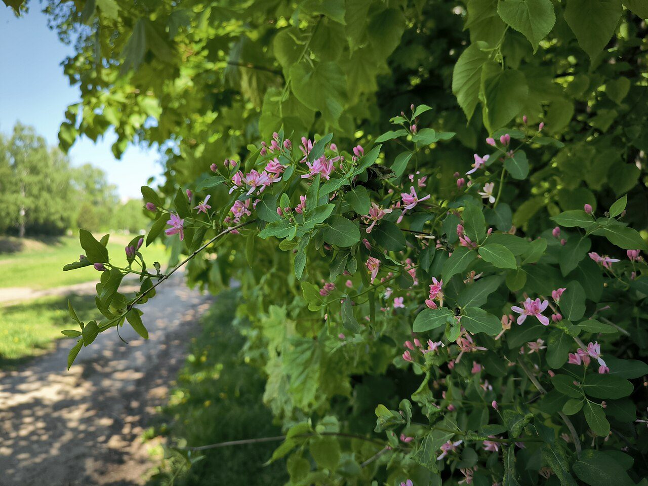 Lonicera tatarica 9