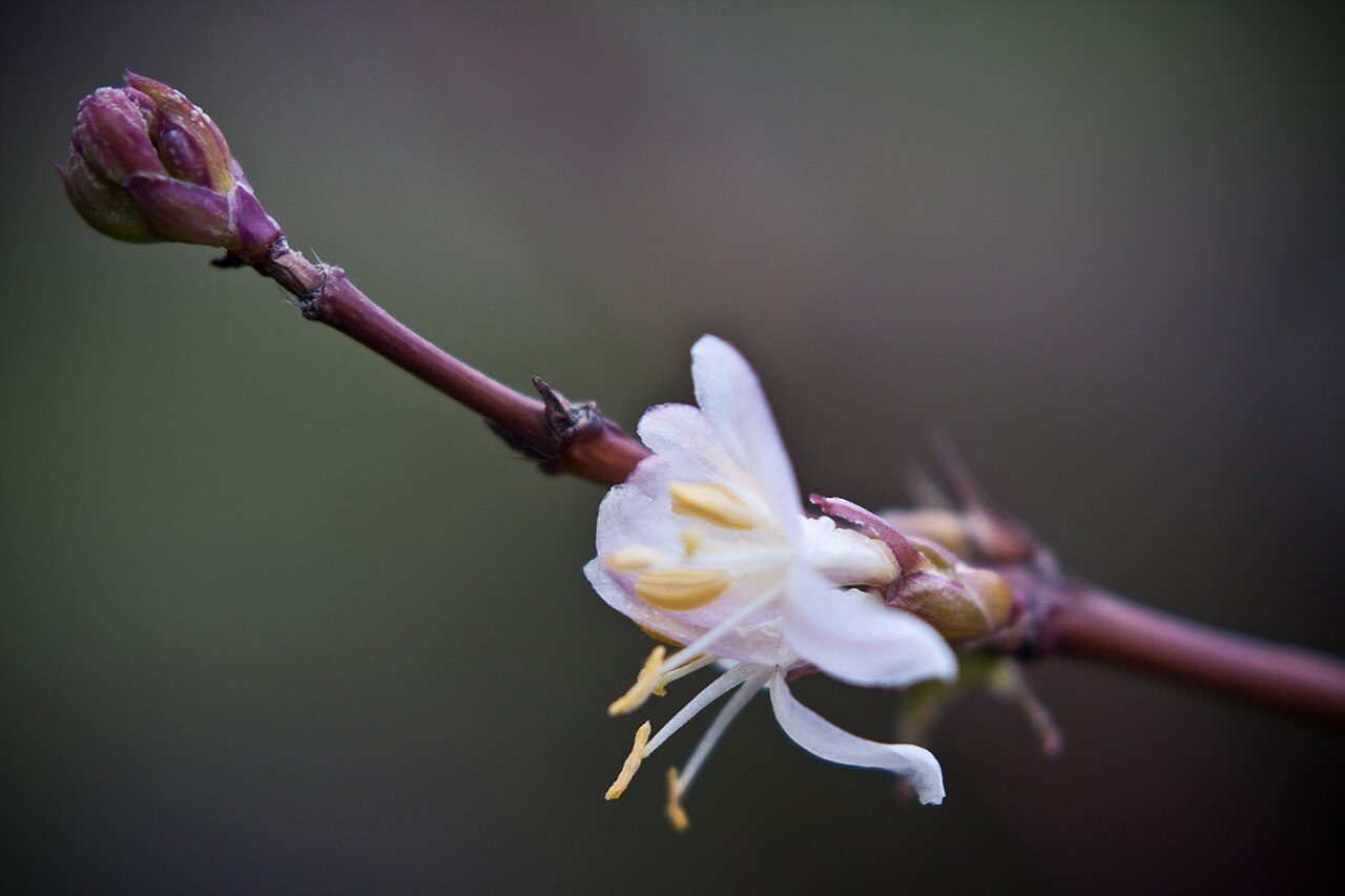 Lonicera fragrantissima 3