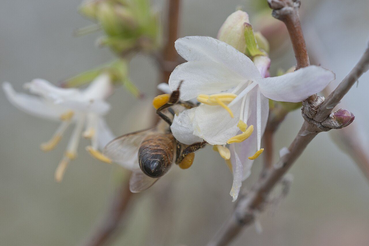 Lonicera fragrantissima 2