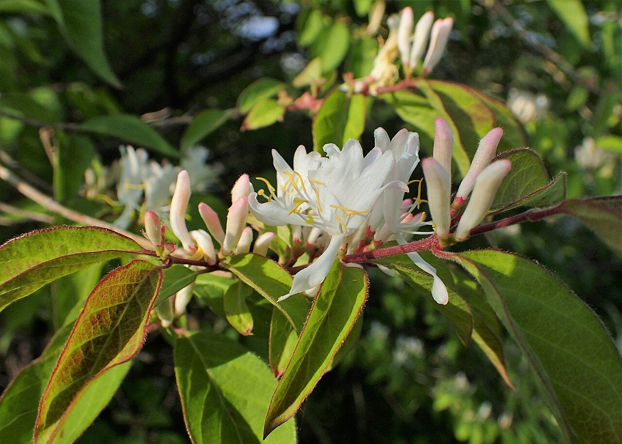 Lonicera fragrantissima 4