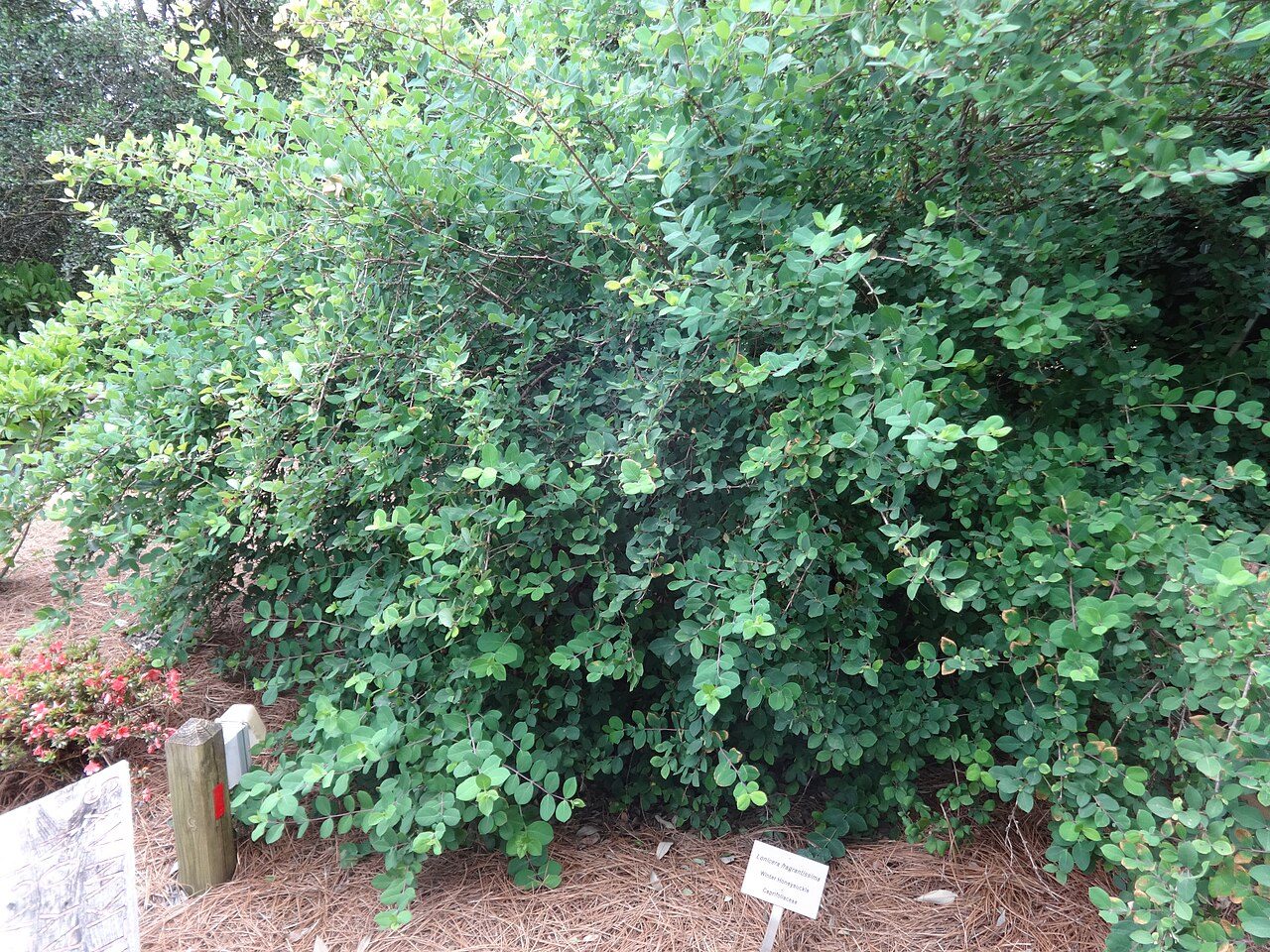 Lonicera fragrantissima 5