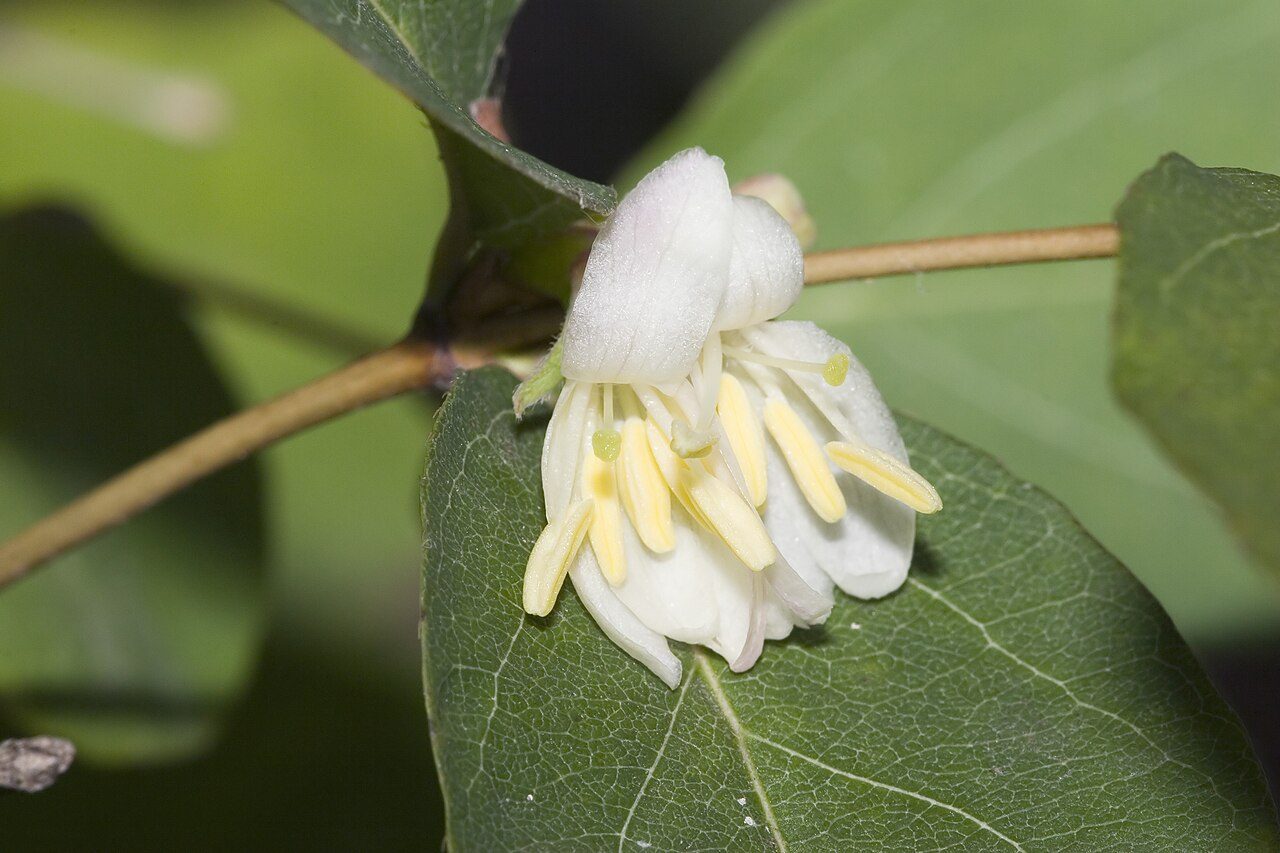 Lonicera fragrantissima 7