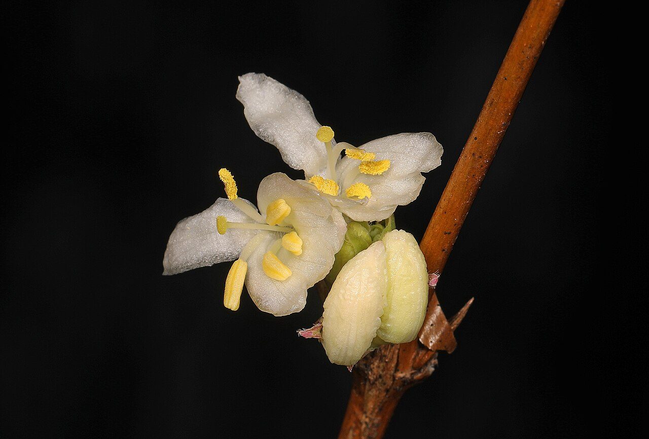 Lonicera fragrantissima 6
