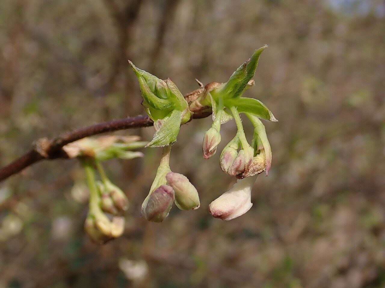Lonicera fragrantissima 8