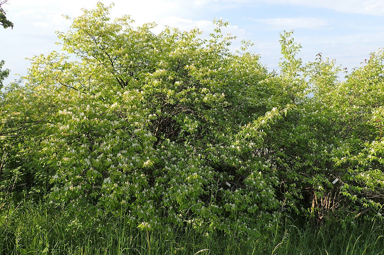 Lonicera fragrantissima 9