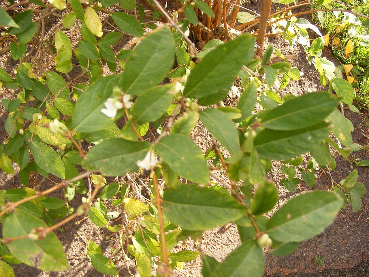 Lonicera fragrantissima 10