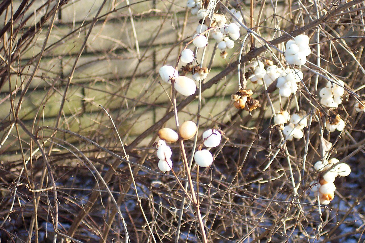 Sneeuwbes 9