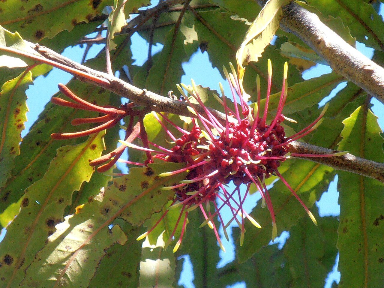 Knightia excelsa