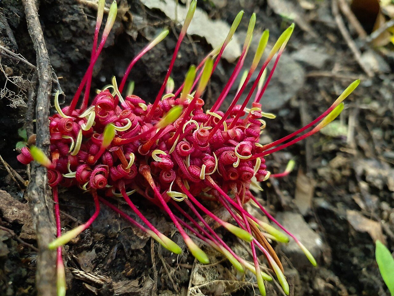 Knightia excelsa 2