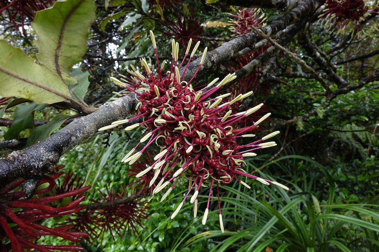 Knightia excelsa 3