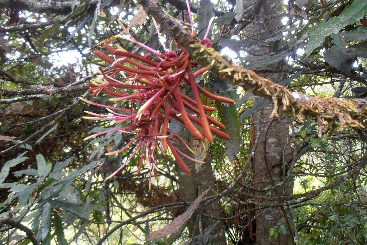 Knightia excelsa 4