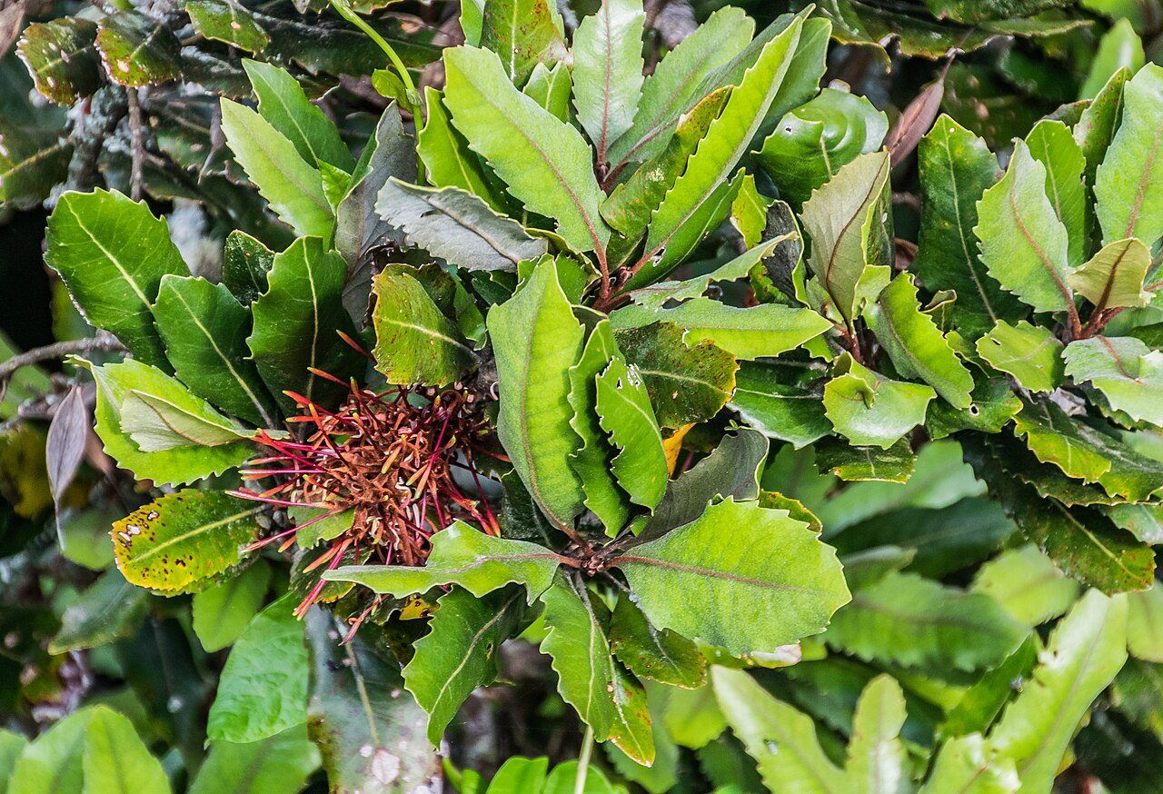 Knightia excelsa 5