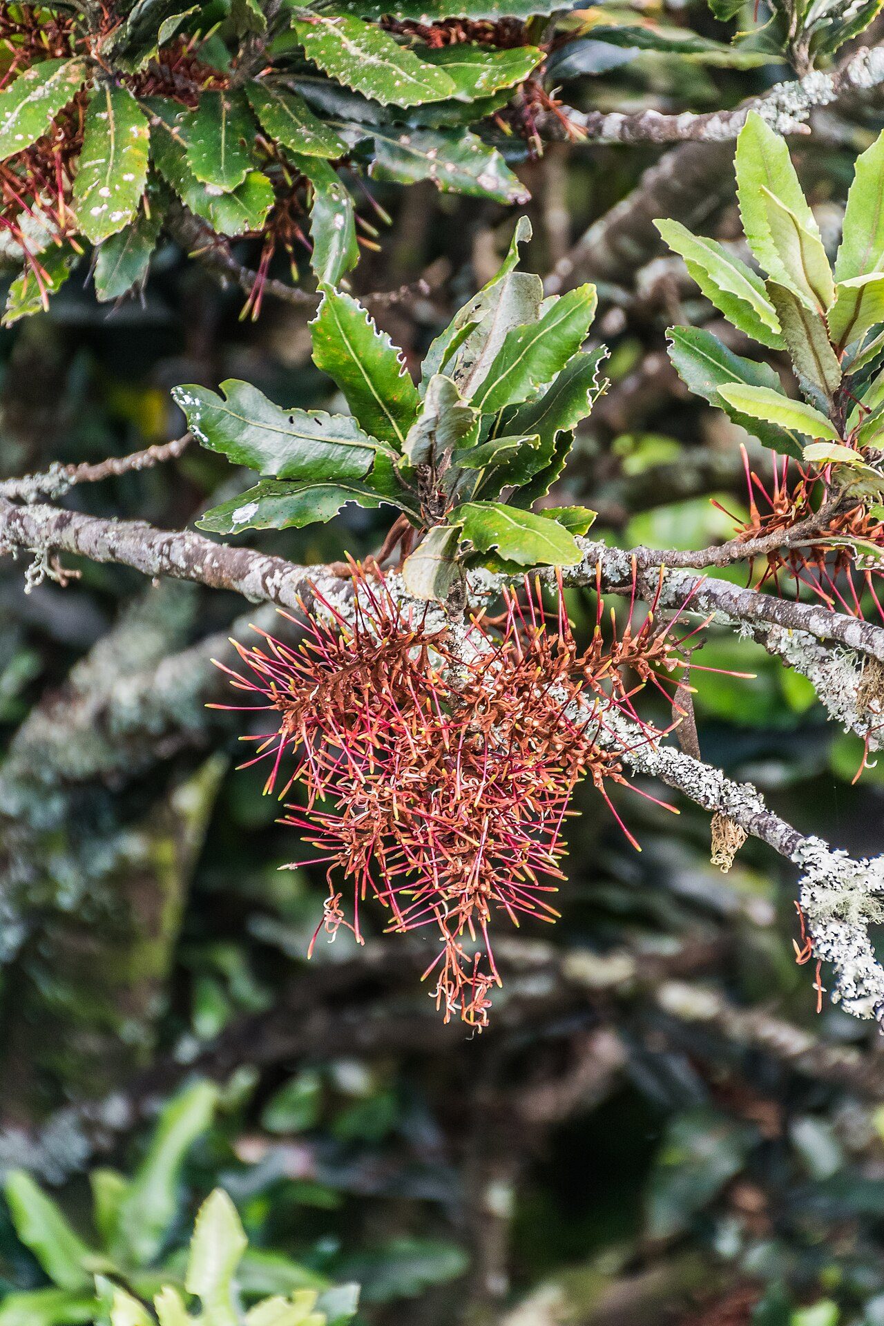 Knightia excelsa 6