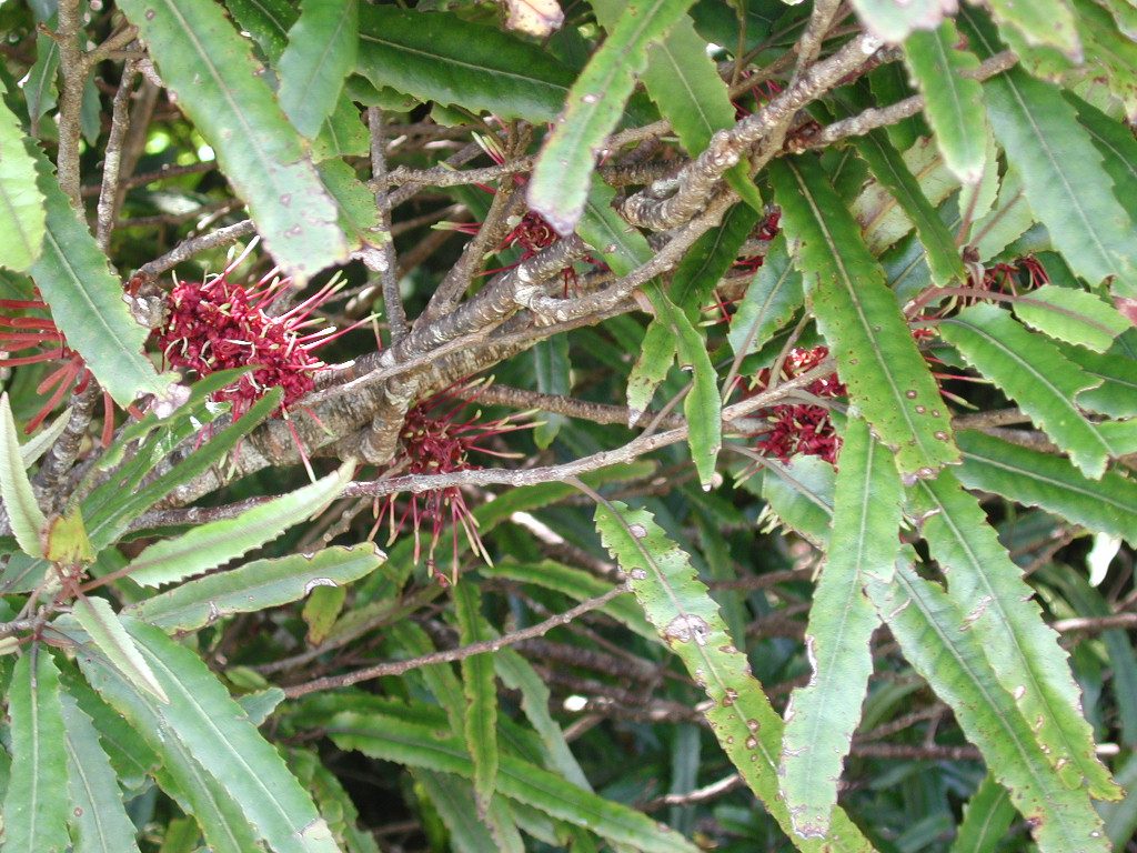 Knightia excelsa 7