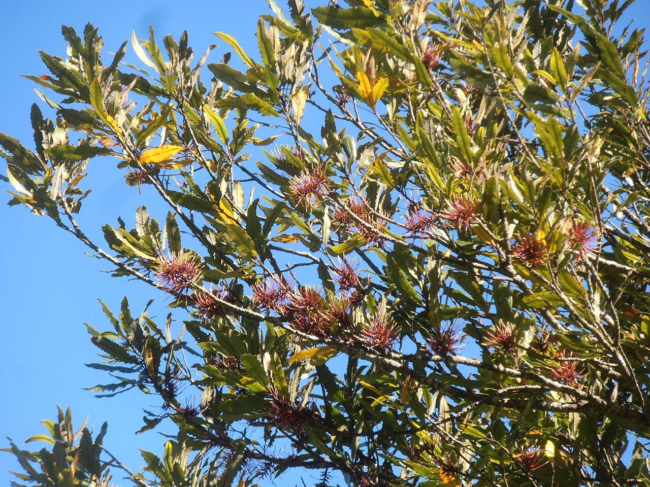 Knightia excelsa 8