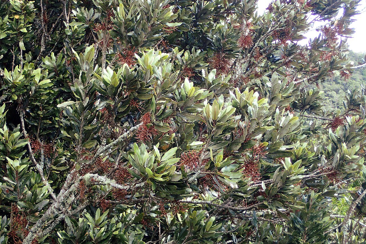Knightia excelsa 9