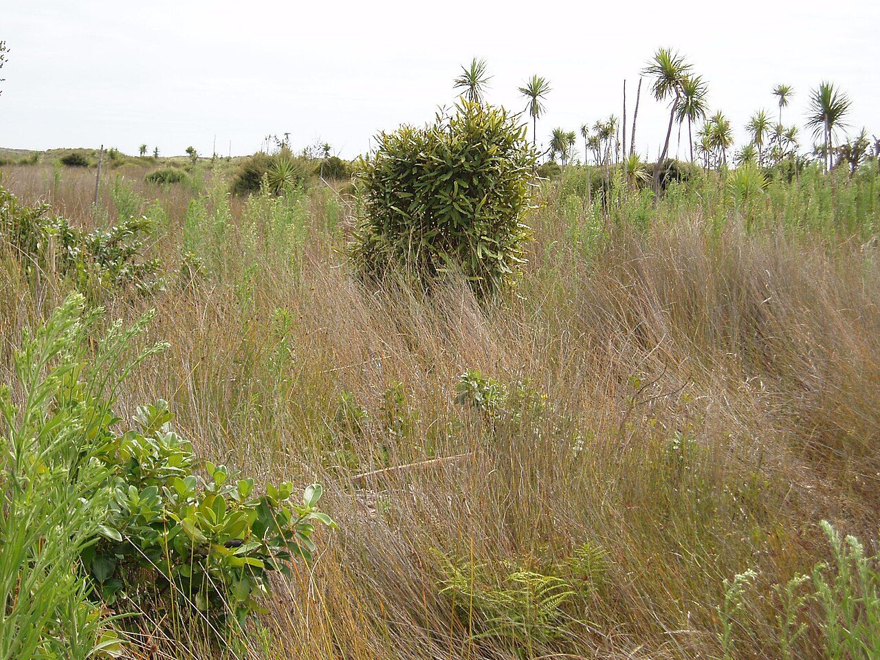 Knightia excelsa 10