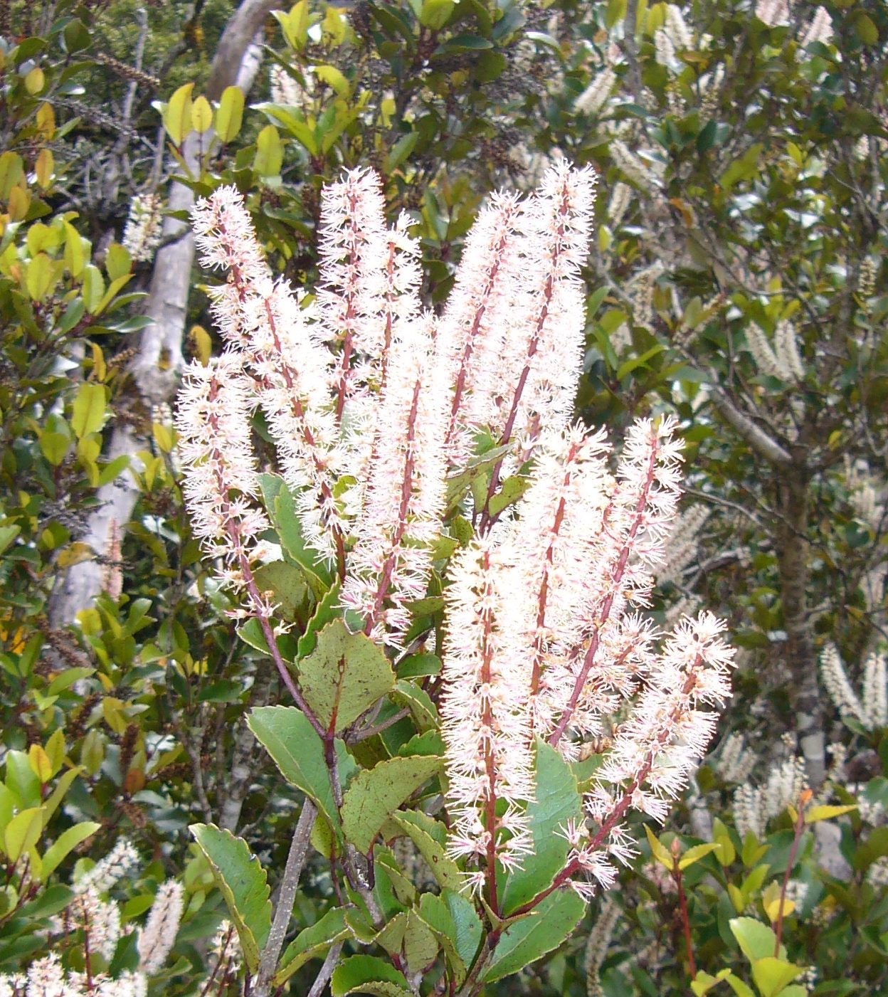 Pterophylla racemosa 2