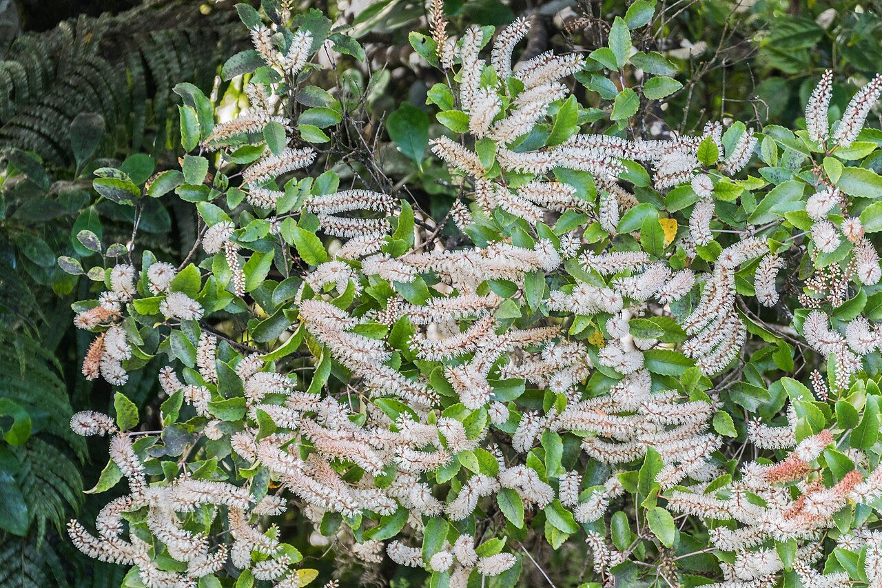 Pterophylla racemosa 5