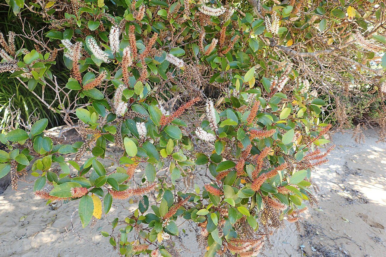 Pterophylla racemosa 9