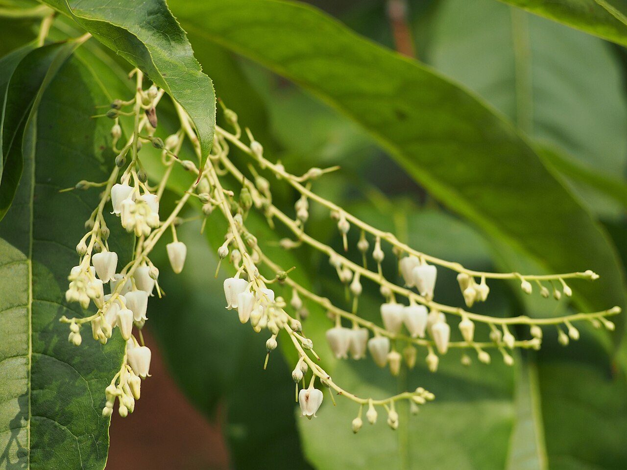 Oxydendrum arboreum