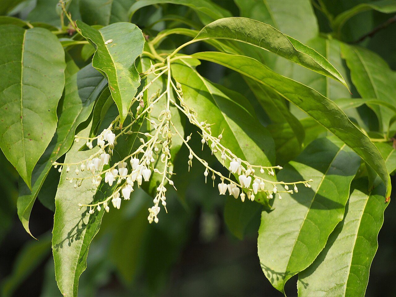 Oxydendrum arboreum 2