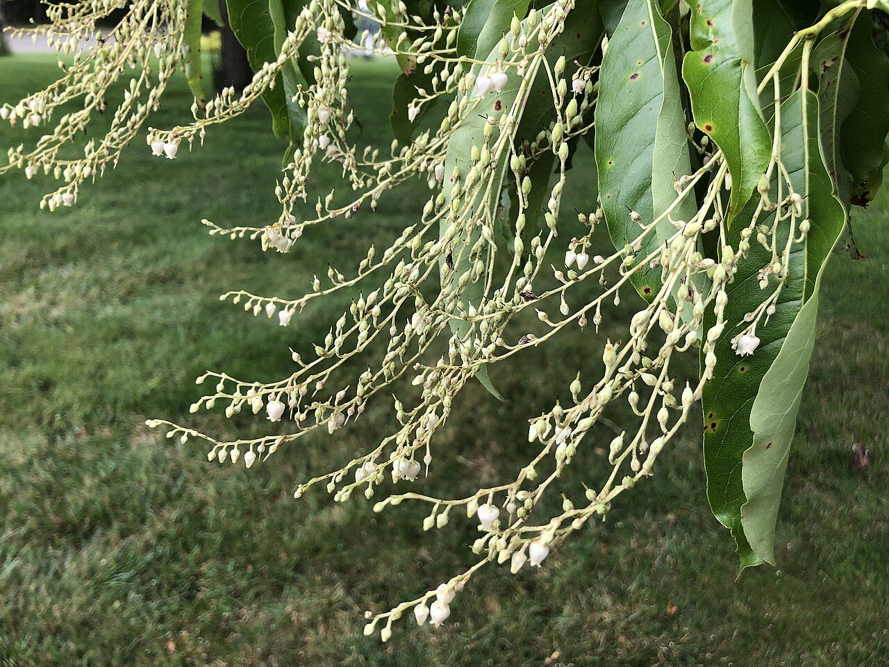 Oxydendrum arboreum 3