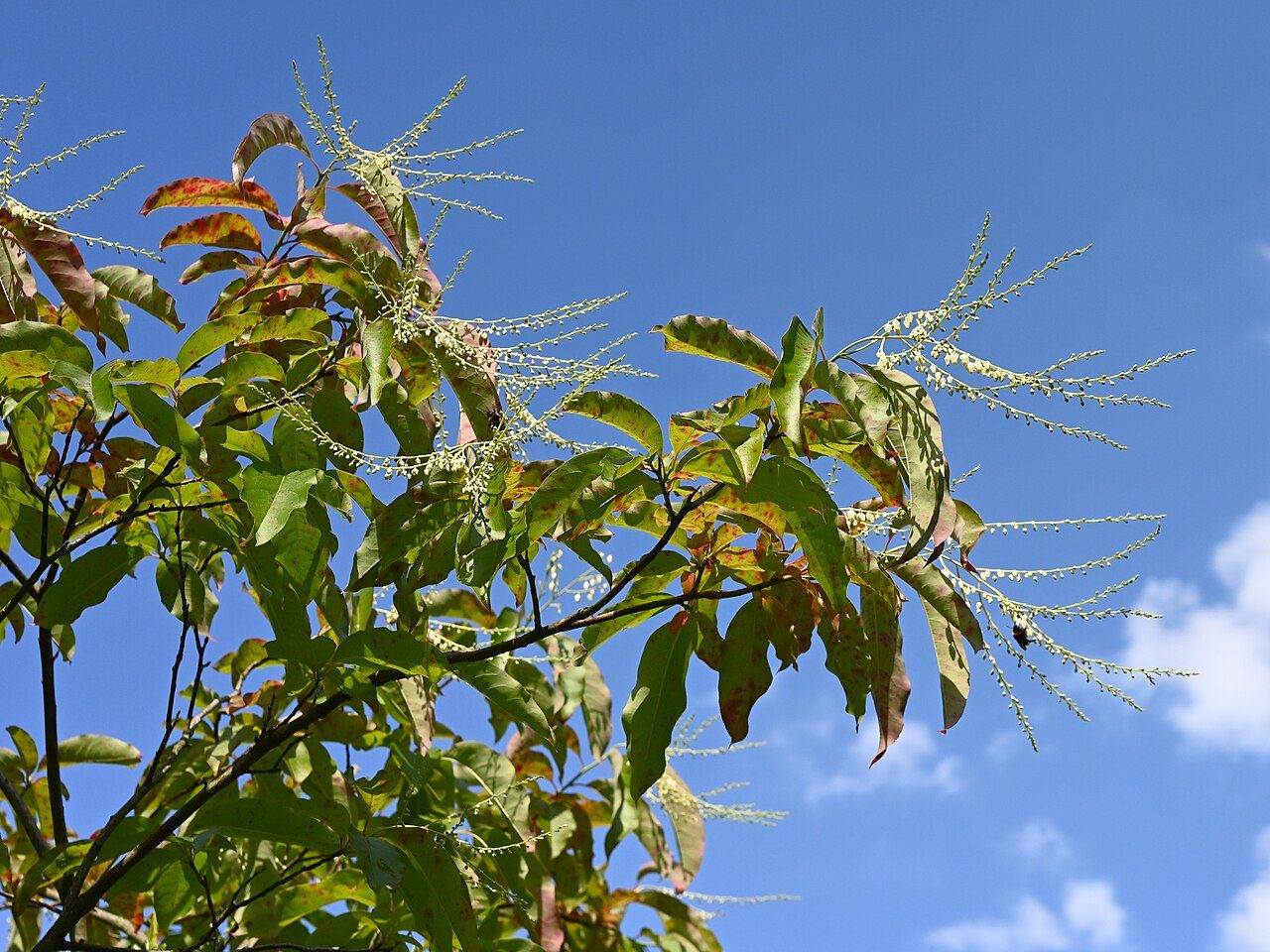 Oxydendrum arboreum 4