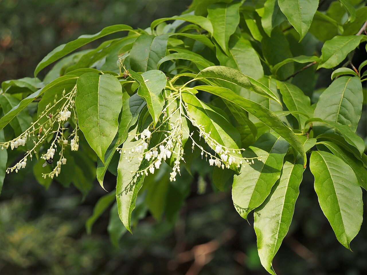 Oxydendrum arboreum 5