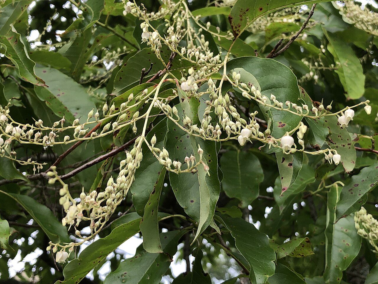 Oxydendrum arboreum 6