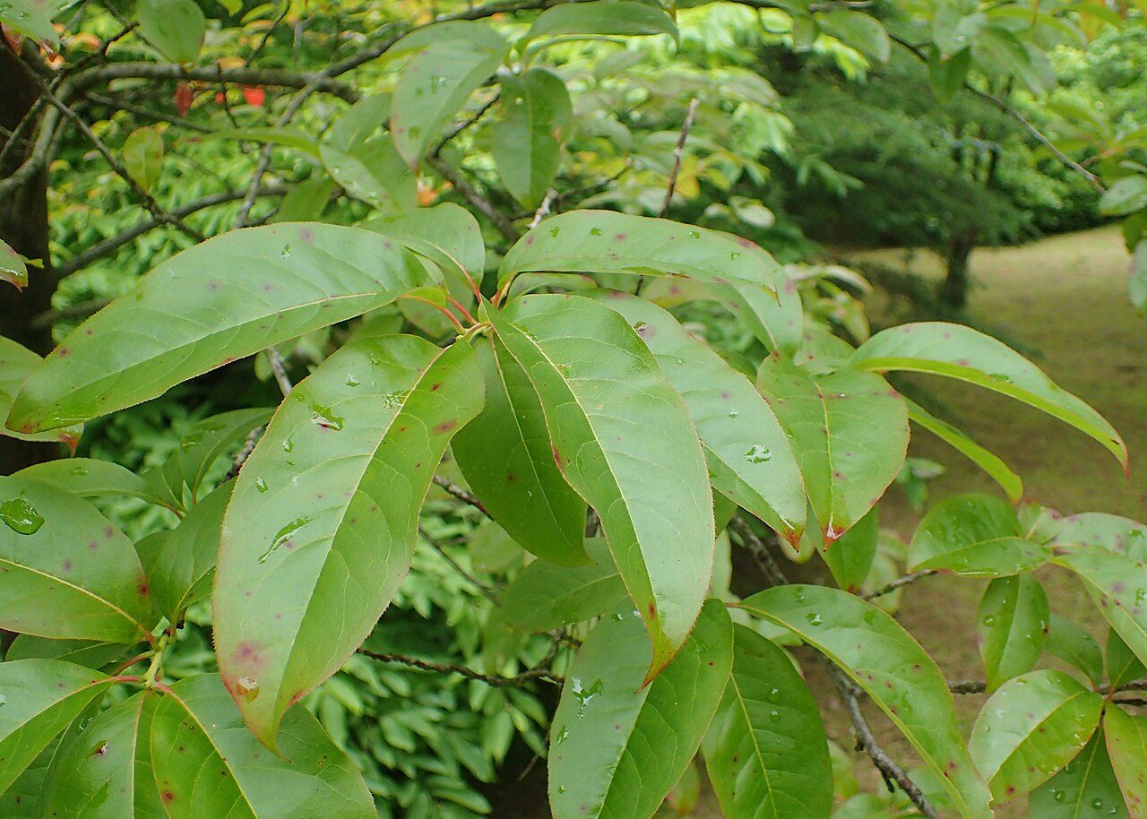Oxydendrum arboreum 7