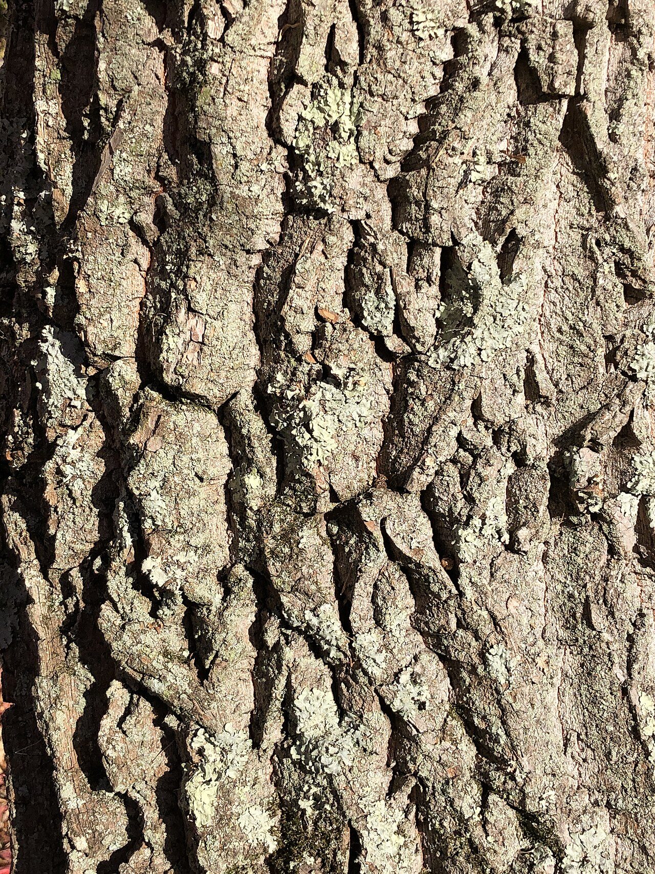 Oxydendrum arboreum 8