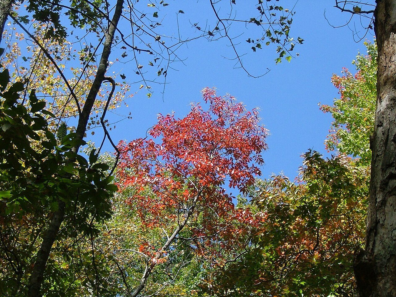 Oxydendrum arboreum 9