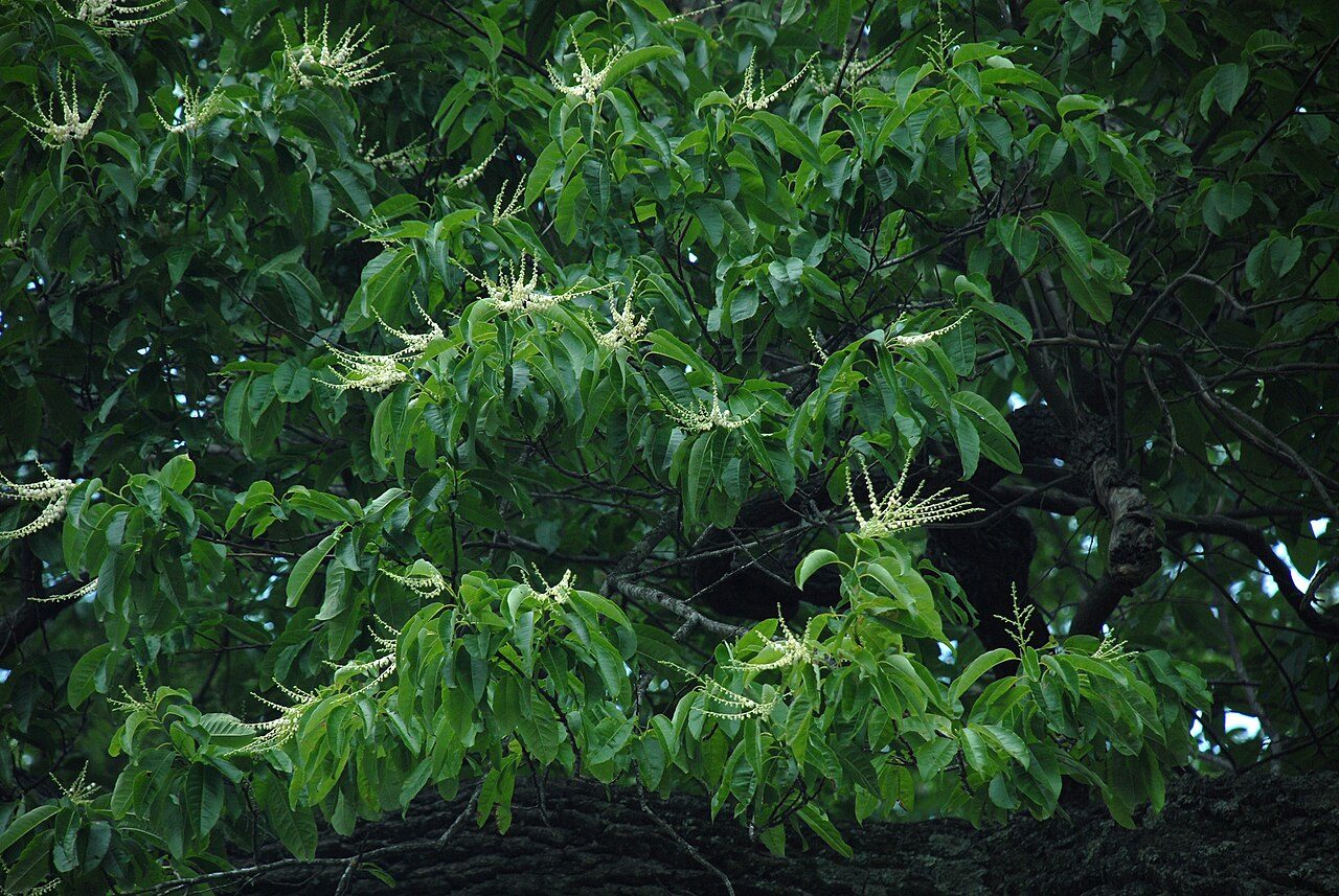 Oxydendrum arboreum 10