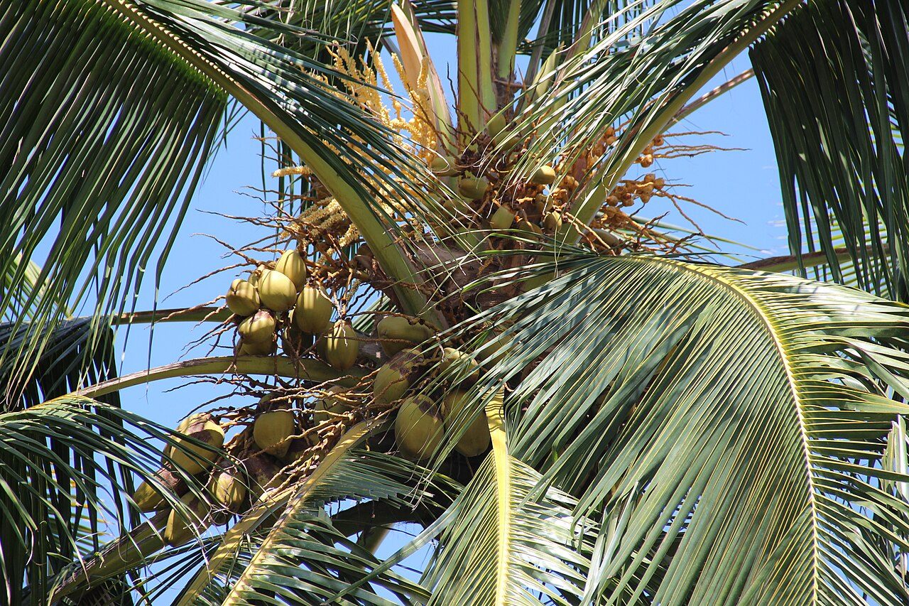 Kokospalm